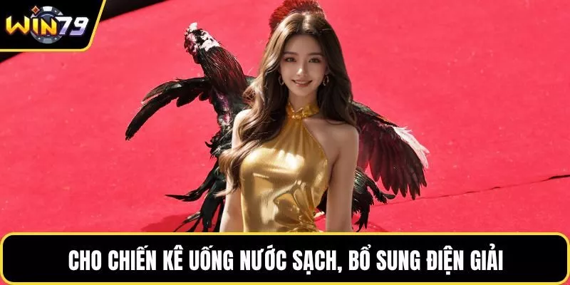 Cho chiến kê uống nước sạch, bổ sung điện giải