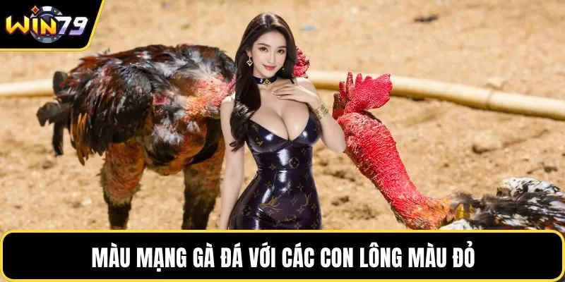 Màu mạng gà đá với các con lông màu đỏ