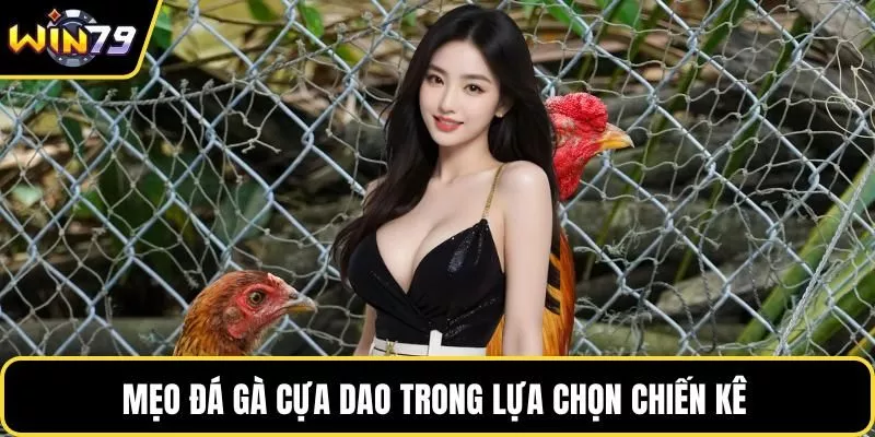 Mẹo đá gà cựa dao trong lựa chọn chiến kê 