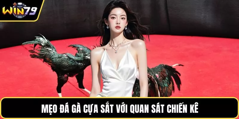 Mẹo đá gà cựa sắt với quan sát chiến kê