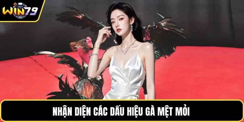 Nhận diện các dấu hiệu gà mệt mỏi 